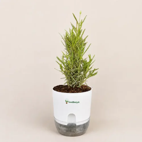 Lavender Plant with Self Watering Pot in Pakistan