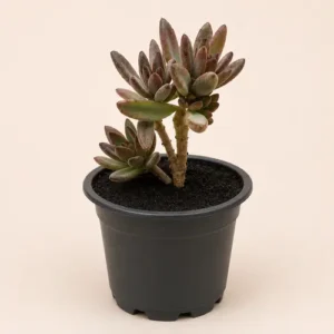 Lipstick Echeveria 3 Plant Deal in Pakistan