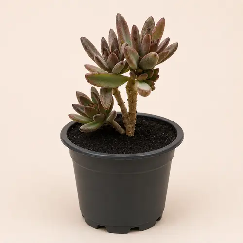 Lipstick Echeveria 3 Plant Deal in Pakistan