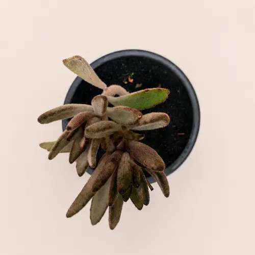 Lipstick Echeveria Succulent Combo Pack Pakistan