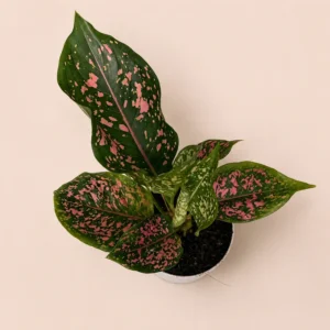 Indoor Pink Dots Aglaonema Plant for Home Decor