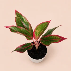aglaonema plant with self watering pot