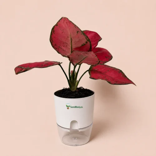 aglaonema red with self watering pot