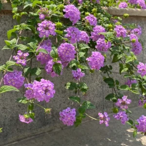 Lantana Flowering Vine for Balcony and Fence Lantana Flowering Vine for Balcony and Fence
