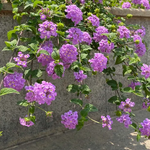 Lantana Flowering Vine for Balcony and Fence