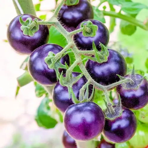 purple cherry tomato seeds in Pakistan
