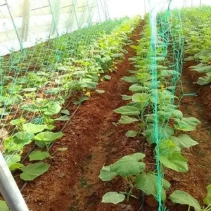 Vine on Crop net in Pakistan