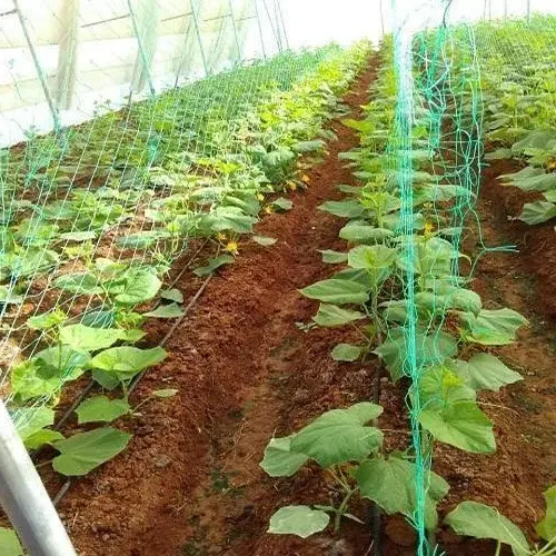 Vine on Crop net in Pakistan