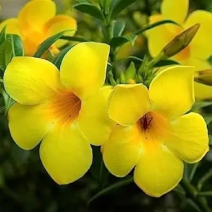 Allamanda Flower Vine Plant in Pakistan
