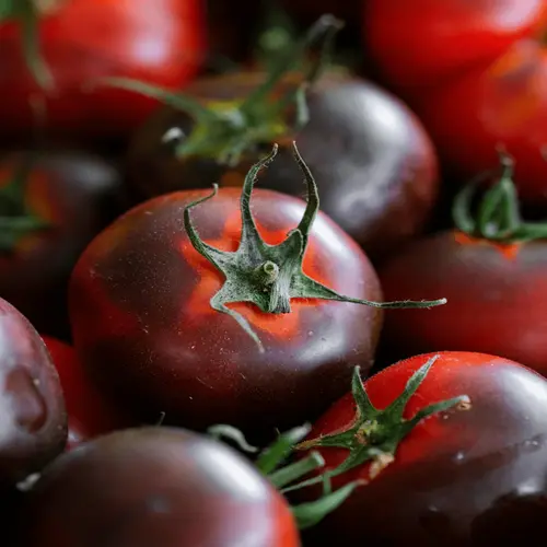 Indigo Cherry Tomato Seeds for Kitchen Gardening in Pakistan