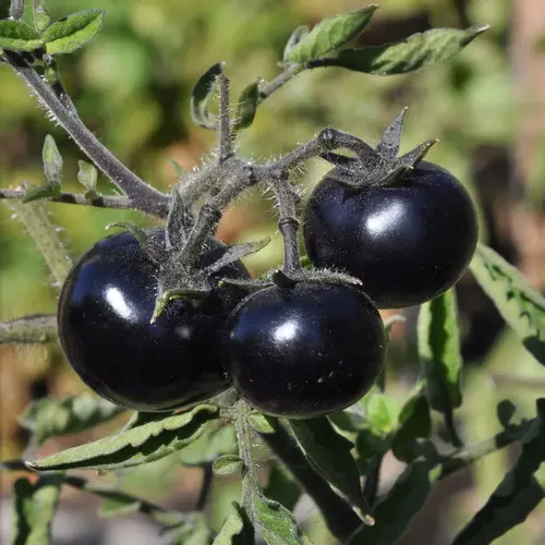 Black cherry tomato seeds in Pakistan