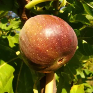 spanish pink fig plant flesh anjeer tree