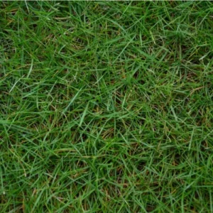 bermuda grass seeds for 1 marla lawn pakistan