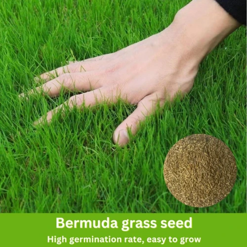 bermuda grass seeds for 1 marla lawn pakistan. premium bermuda lawn seed fast growing grass