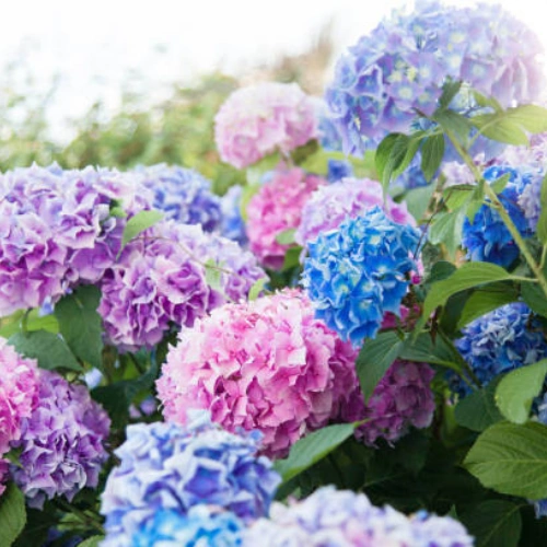 Hydrangea Plant Pakistan with Giant Mophead Flowers
