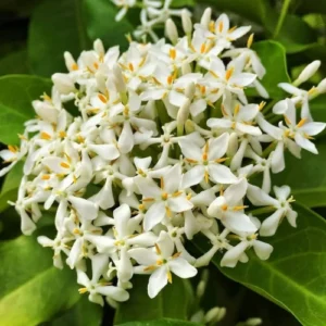 Ixora Plant β Jungle Geranium Flowering Shrub | Mix Color | Pakistan Ixora Plant β Jungle Geranium Flowering Shrub | Mix Color | Pakistan