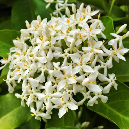 Ixora Plant β Jungle Geranium Flowering Shrub | Mix Color | Pakistan Ixora Plant β Jungle Geranium Flowering Shrub | Mix Color | Pakistan