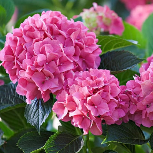 Pink Hydrangea Plant for Pots Pakistan