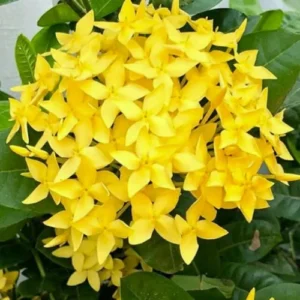 Ixora Plant β Jungle Geranium Flowering Shrub | Mix Color | Pakistan Ixora Plant β Jungle Geranium Flowering Shrub | Mix Color | Pakistan