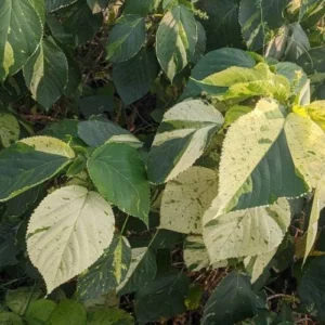 Khalifa Plant Pakistan | Buy Green Copperleaf Plant Online Khalifa Plant Pakistan | Buy Green Copperleaf Plant Online