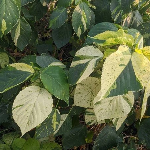 Khalifa Plant Pakistan | Buy Green Copperleaf Plant Online Khalifa Plant Pakistan | Buy Green Copperleaf Plant Online