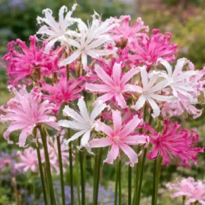 nerine bowdenii guernsey lily nerine bowdenii guernsey lily