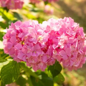 Pink Hydrangea Plant for Pots Pakistan