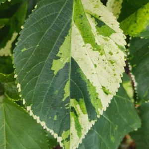 this green copperleaf plant also known as Khalifa or Acalypha wilkesiana now write about it this green copperleaf plant also known as Khalifa or Acalypha wilkesiana now write about it