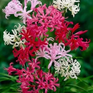 nerine bowdenii guernsey lily nerine bowdenii guernsey lily