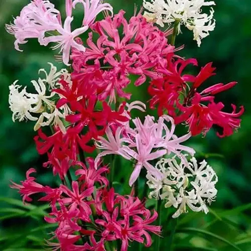 nerine bowdenii guernsey lily nerine bowdenii guernsey lily