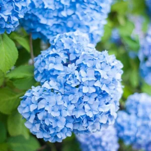 Blue Hydrangea Flower Plant Pakistan