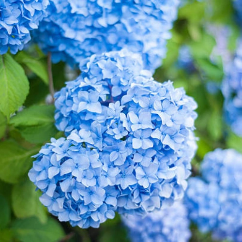 Blue Hydrangea Flower Plant Pakistan