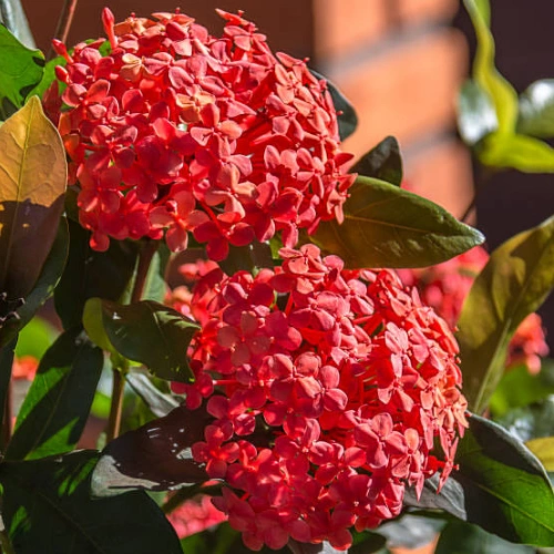 Ixora Plant β Jungle Geranium Flowering Shrub | Mix Color | Pakistan