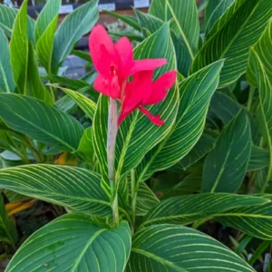 Red variegated Canna Lily Bulb Pakistan with Striped Tropical Foliage