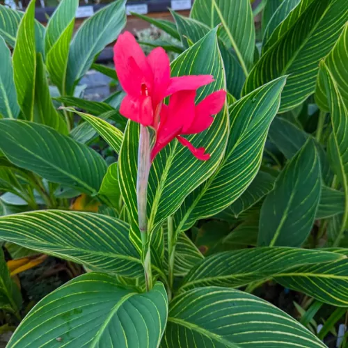 Red variegated Canna Lily Bulb Pakistan with Striped Tropical Foliage