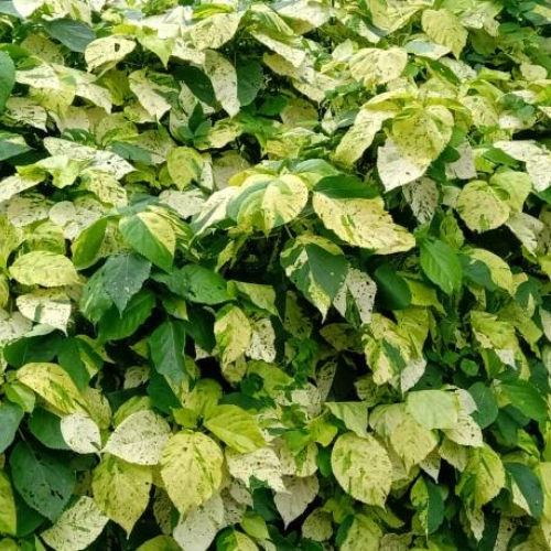 Khalifa Plant Pakistan | Buy Green Copperleaf Plant Online Khalifa Plant Pakistan | Buy Green Copperleaf Plant Online