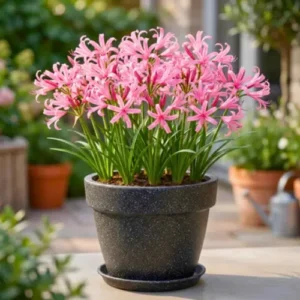 Pink Nerine Lily Bulb Pakistan Pink Nerine Lily Bulb Pakistan