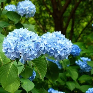 Blue Hydrangea Flower Plant Pakistan