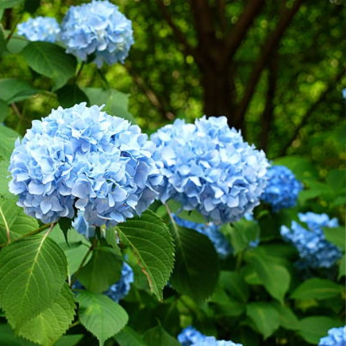 Blue Hydrangea Flower Plant Pakistan