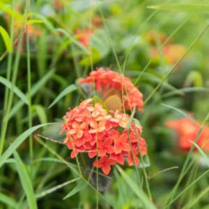 Ixora Plant Pakistan with Colorful Flower Clusters Ixora Plant Pakistan with Colorful Flower Clusters