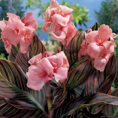 Variegated Canna Lily Bulbs Pakistan with Striped Tropical Foliage