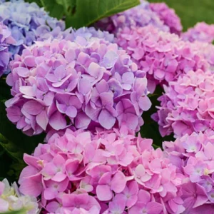 Hydrangea Macrophylla Flowering Shrub Pakistan