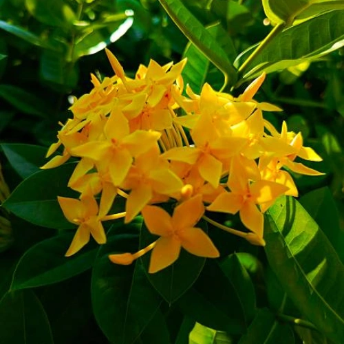 Ixora Plant Pakistan with Colorful Flower Clusters Ixora Plant Pakistan with Colorful Flower Clusters