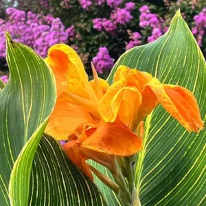 Variegated Canna Lily Bulbs Pakistan with Striped Tropical Foliage