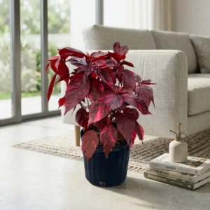 Red Copperleaf Plant Pakistan | Red Khalifa Fire Dragon Red Copperleaf Plant Pakistan | Red Khalifa Fire Dragon
