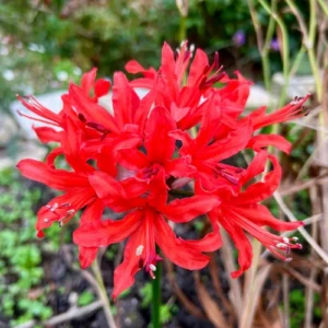 Red Nerine Lily Flower Pakistan Red Nerine Lily Flower Pakistan