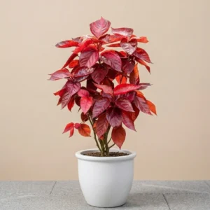 Red Copperleaf Plant Pakistan | Red Khalifa Fire Dragon | Acalypha wilkesiana Plant Red Copperleaf Plant Pakistan | Red Khalifa Fire Dragon | Acalypha wilkesiana Plant