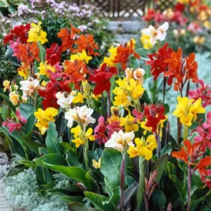 Mixed Color Canna Lily Bulbs Pakistan Mixed Color Canna Lily Bulbs Pakistan