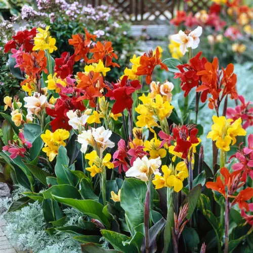 Mixed Color Canna Lily Bulbs Pakistan