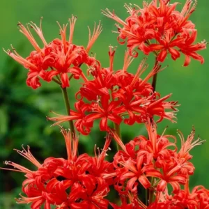 Red Nerine Lily Flower Pakistan Red Nerine Lily Flower Pakistan